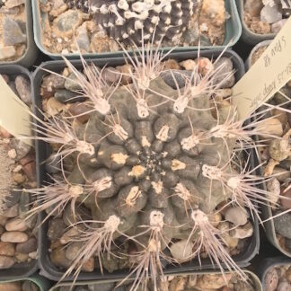 Neoporteria intermedia cactus shown in pot