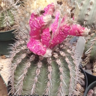 Neoporteria krainziana cactus shown in pot