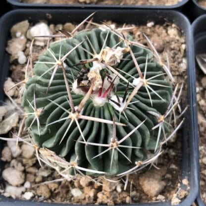Stenocactus phyllacanthus cactus shown flowering