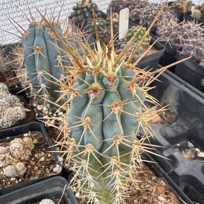 Azureocereus hertlingianus cactus shown in pot