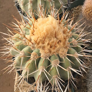 Copiapoa taltalensis cactus shown flowering
