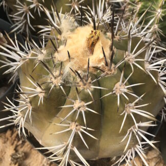 Copiapoa echinoides cactus shown flowering