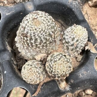 Copiapoa laui cactus shown in pot