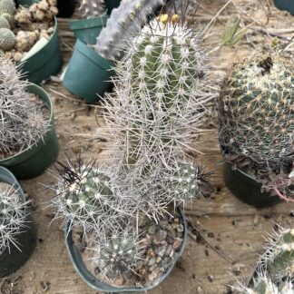Copiapoa marginata cactus shown in pot