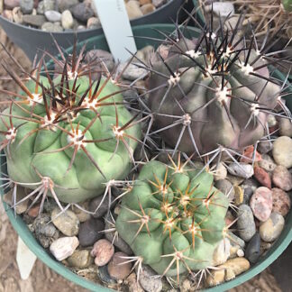 Copiapoa brunescsens cactus shown in pot