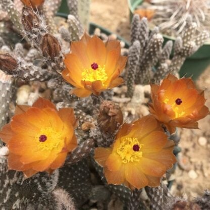 Pterocactus megliolii cactus shown flowering