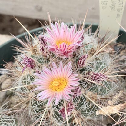 Thelocactus lausseri cactus shown flowering