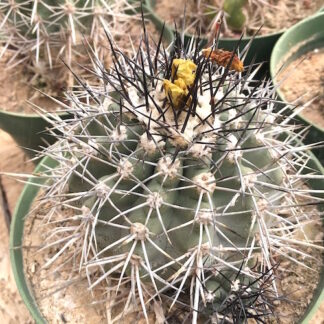Copiapoa pendulina cactus shown flowering