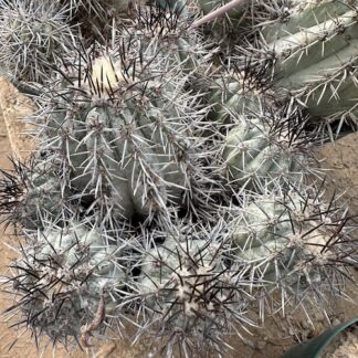 Copiapoa atacamensis cactus shown in pot