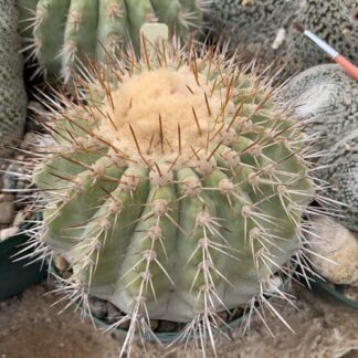 Copiapoa serpentisulcata cactus shown in pot