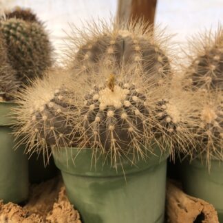 Copiapoa krainziana cactus shown in pot