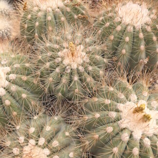 Copiapoa krainziana cactus shown flowering