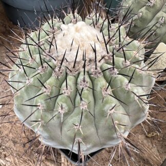 Copiapoa cinerea cactus shown in pot