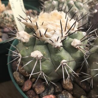 Copiapoa esmeraldana cactus shown in pot