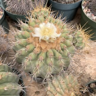 Copiapoa gigantea cactus shown flowering