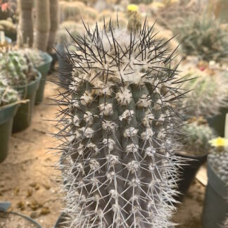 Copiapoa olivana cactus shown in pot