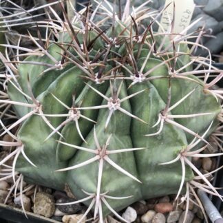Melocactus canescens cactus shown flowering